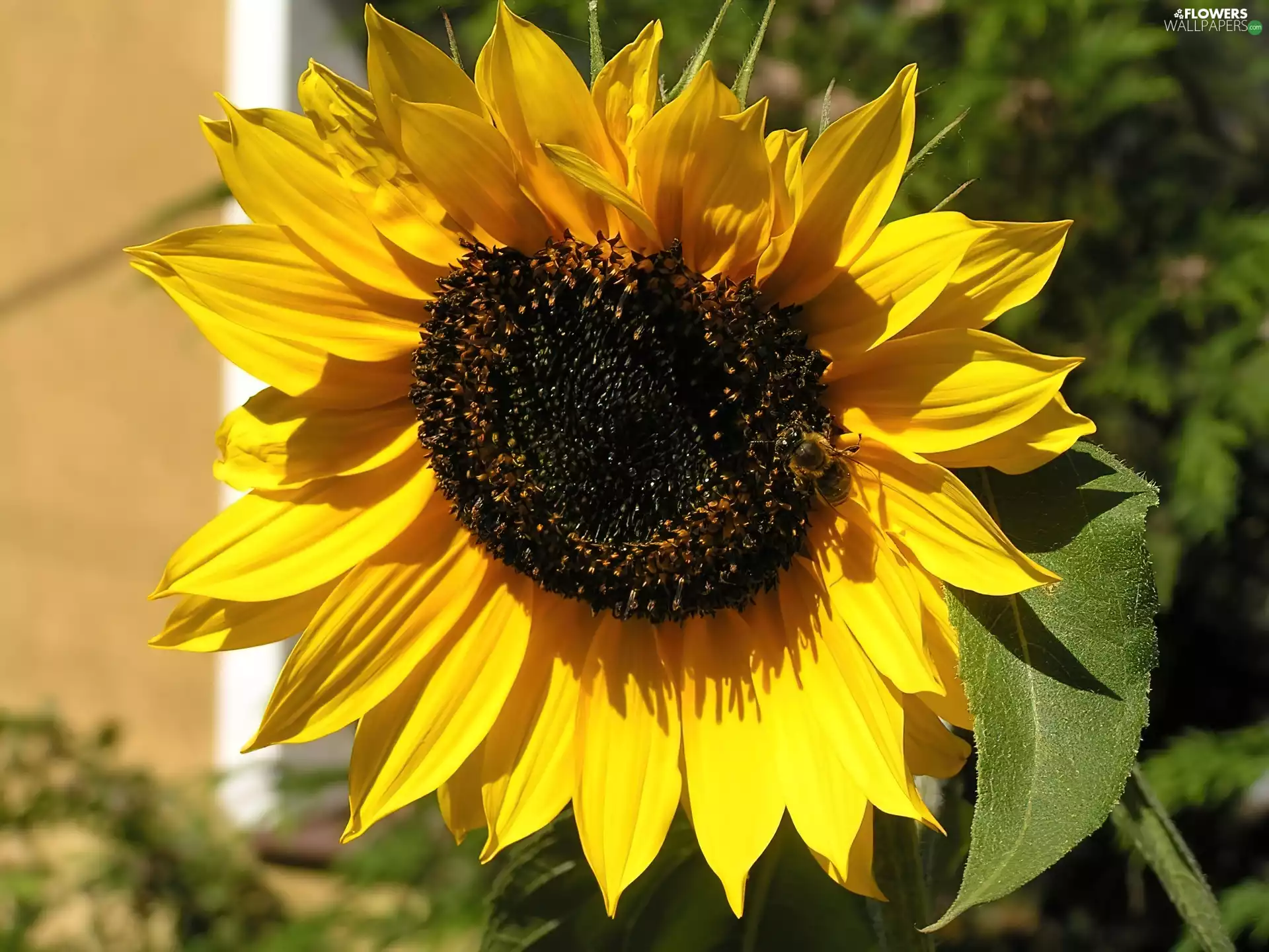 Sunflower decorative