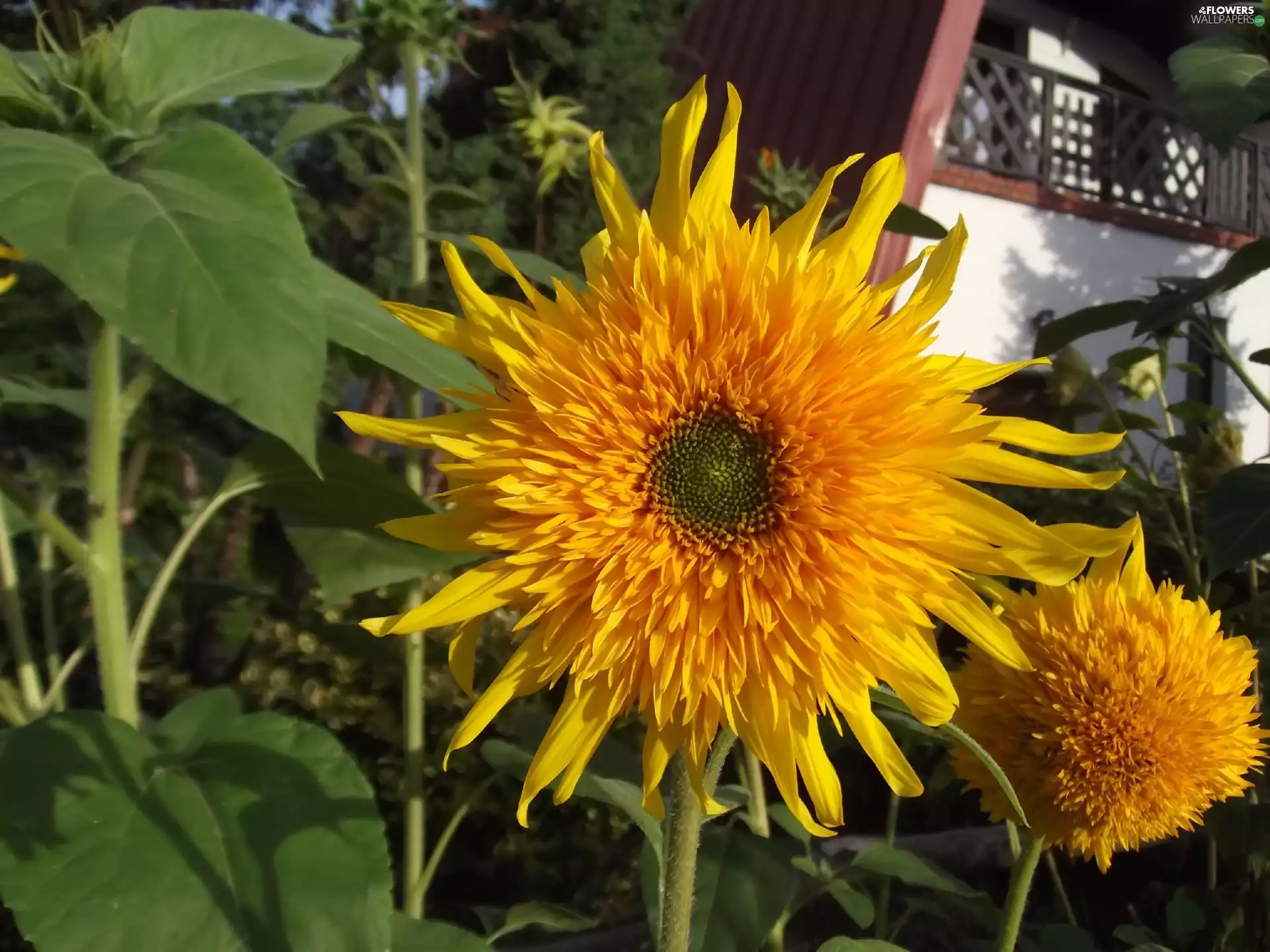 Fancy, Colourfull Flowers, sunflower