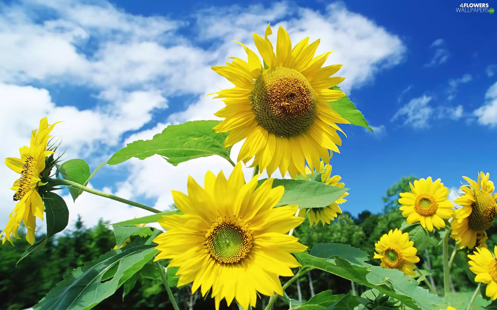 Field, Sky, clouds, Sunflower