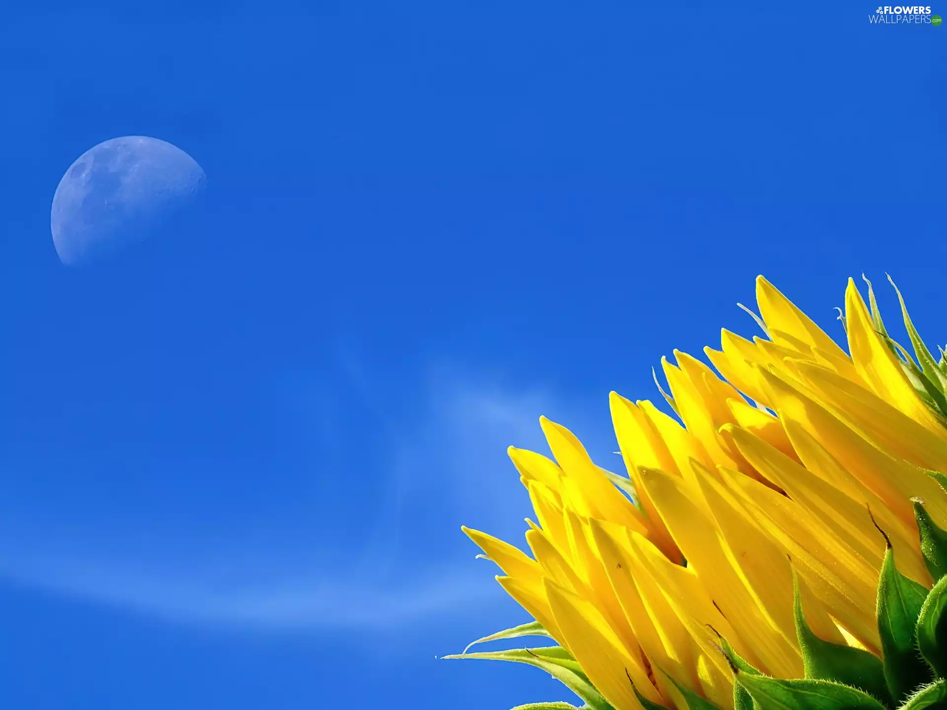 sunflower, undeveloped, flakes