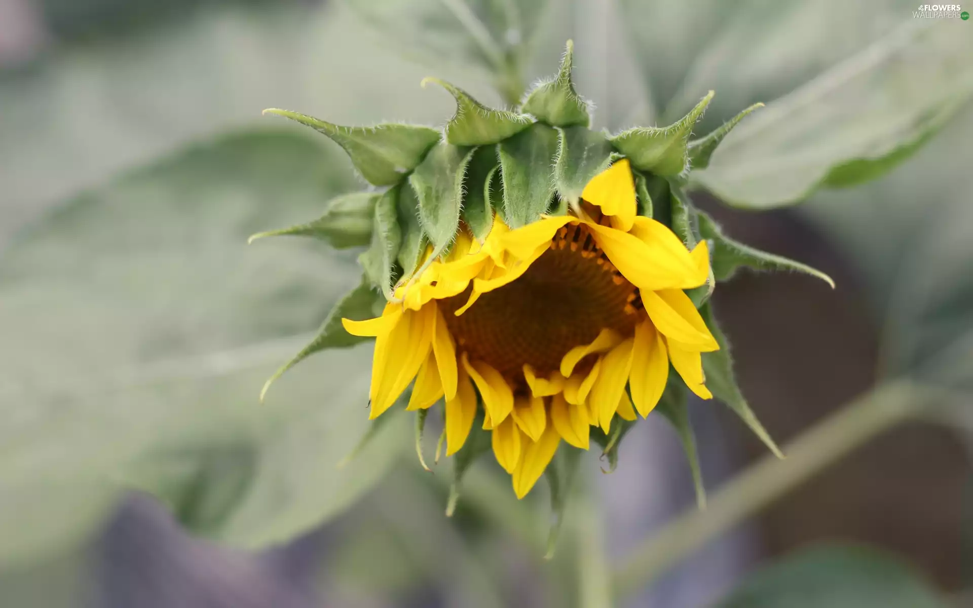 Sunflower, Colourfull Flowers