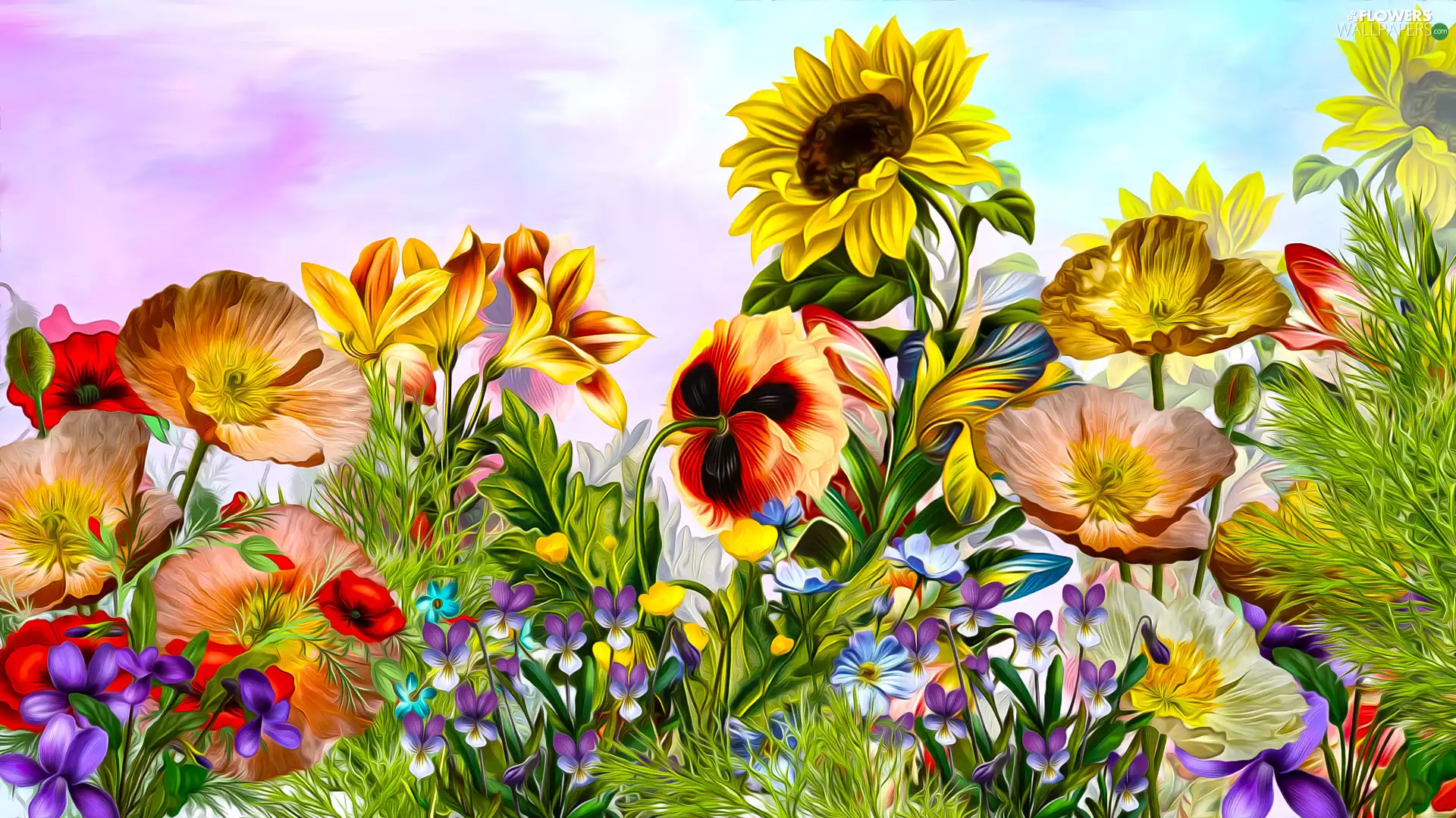 Flowers, papavers, graphics, Sunflower