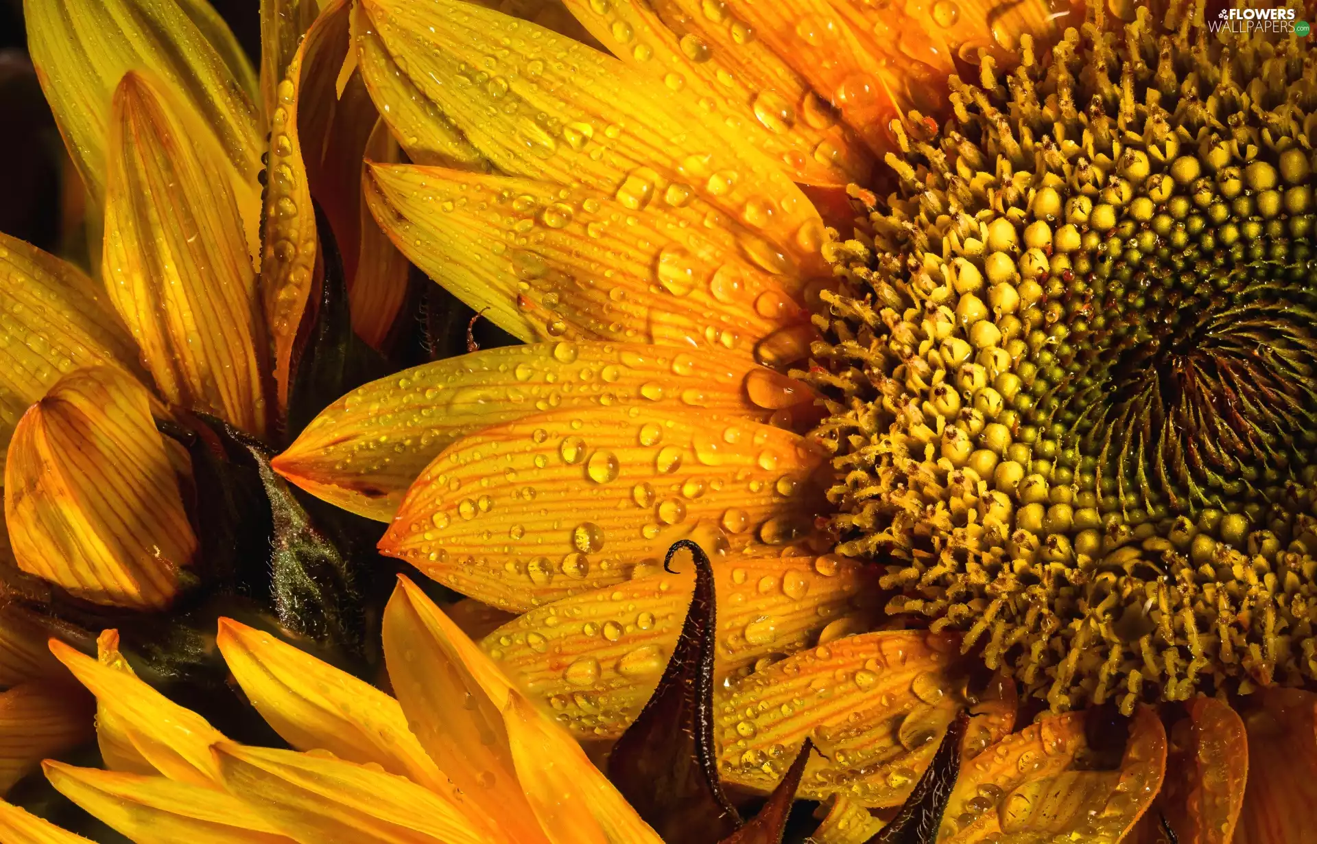 Flowers, drops, water, sunflower