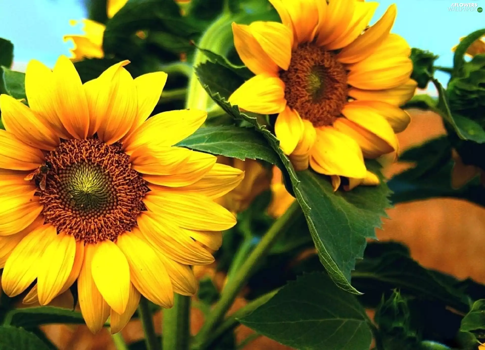 Sunflower, Yellow, Flowers