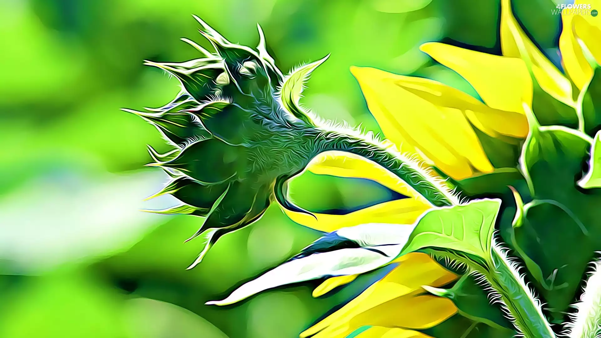 Sunflower, Fractalius