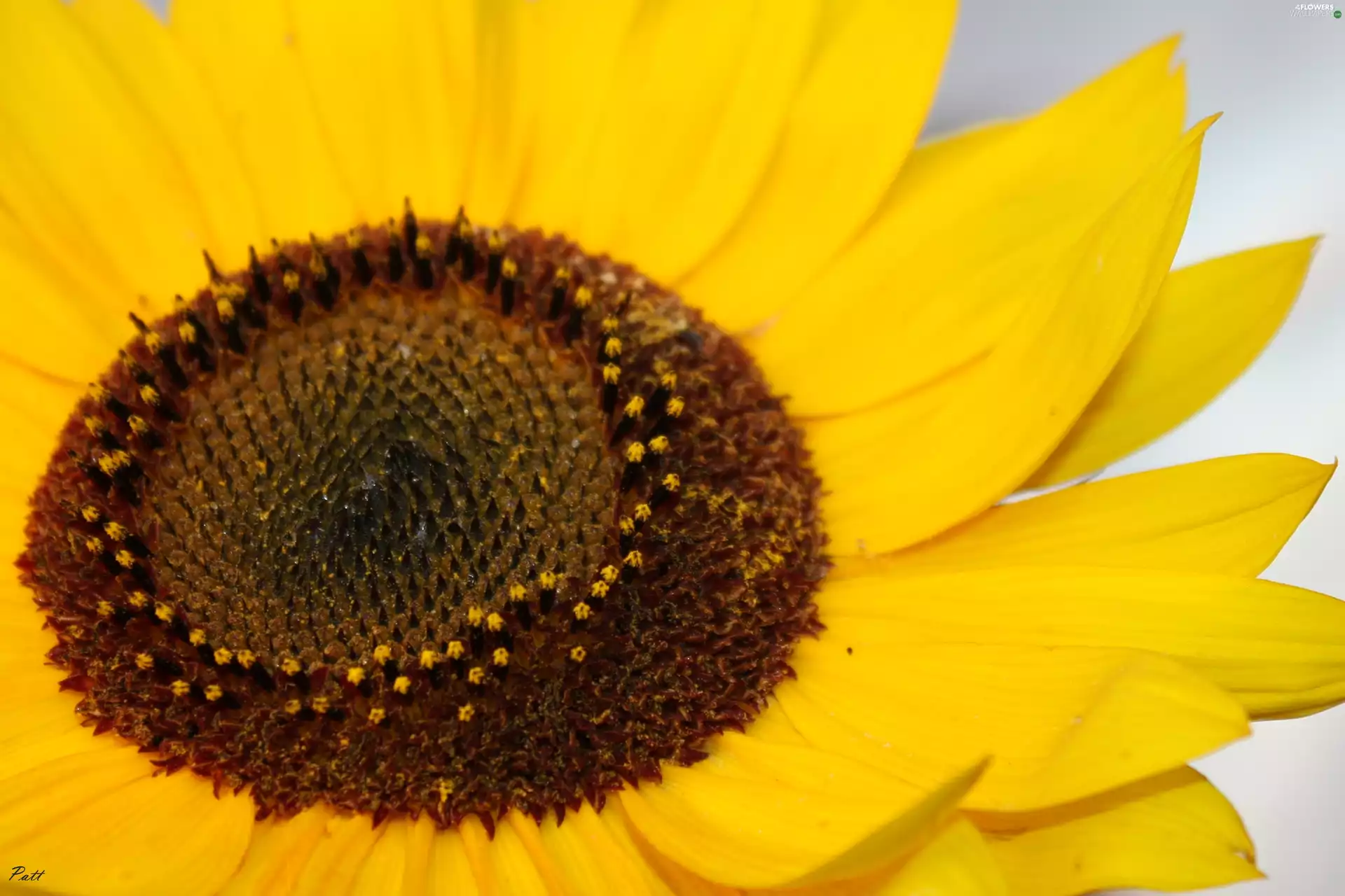 Sunflower, rapprochement