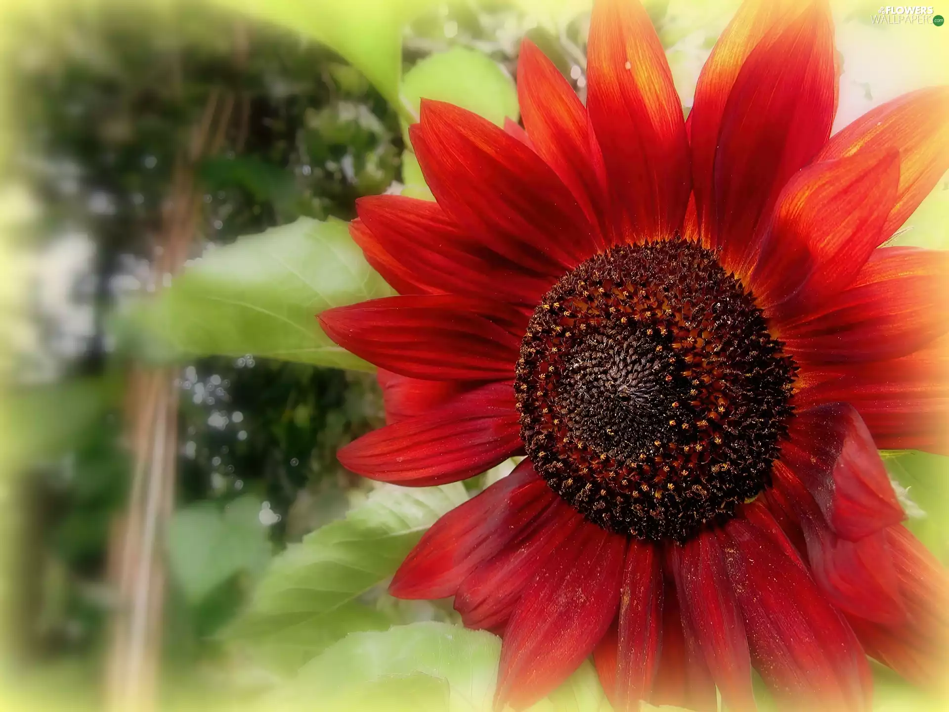 Red, Colourfull Flowers, Sunflower