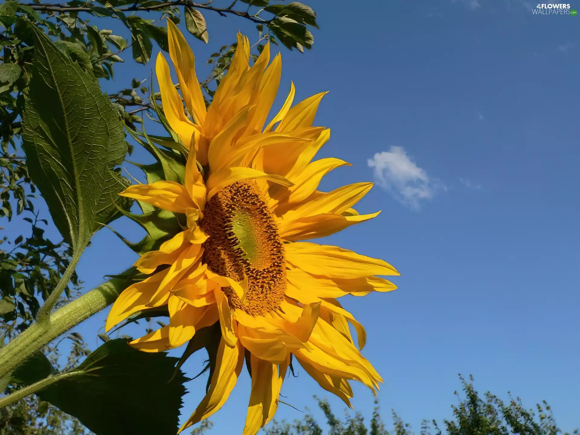 Sunflower decorative, Sky