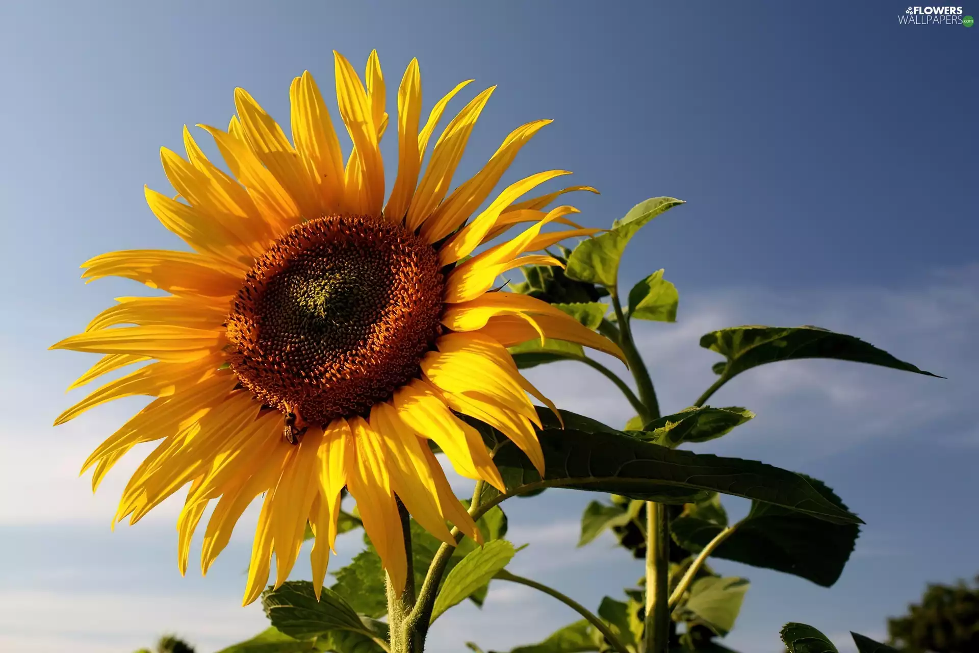 Sunflower, Sky