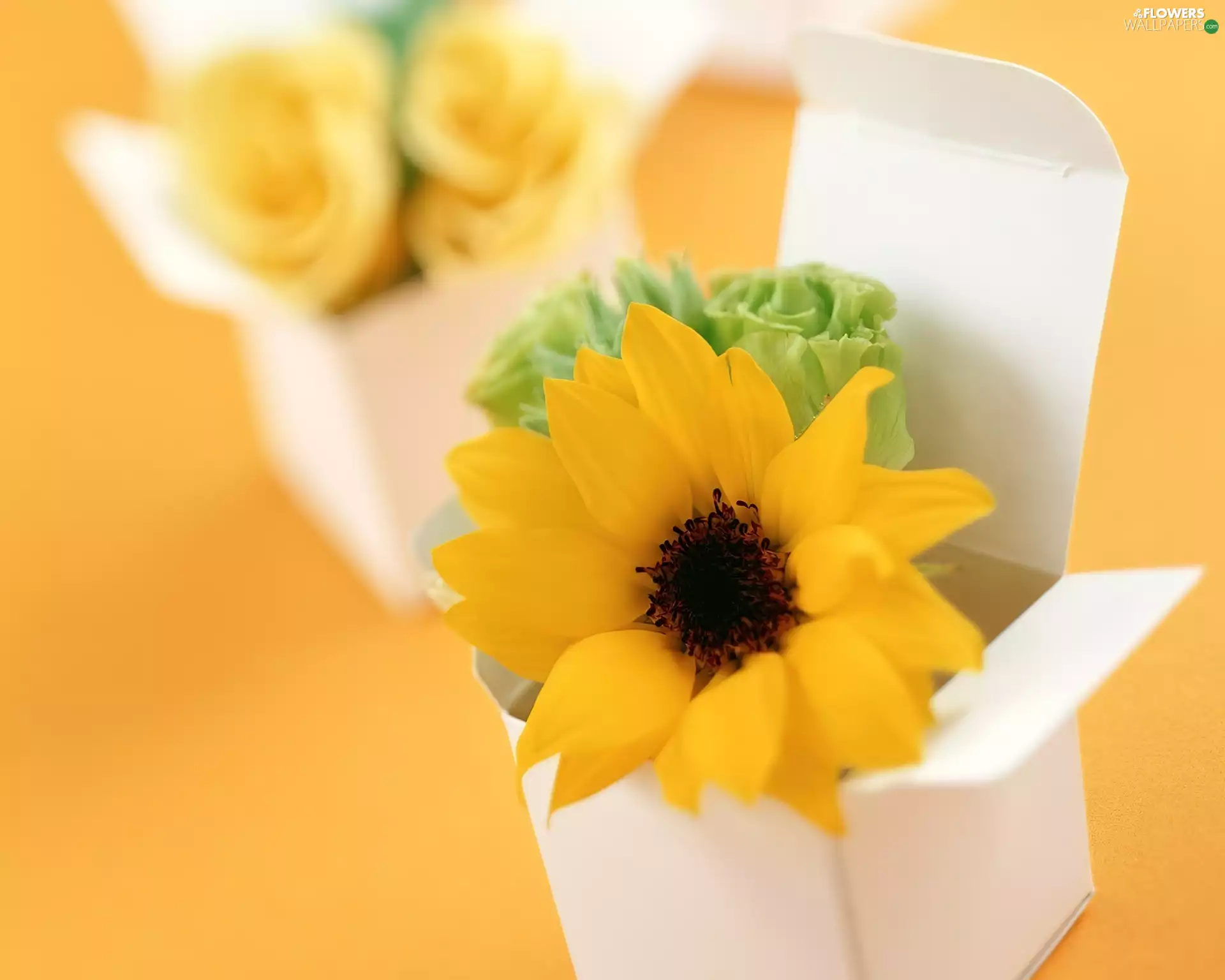 Yellow, roses, box, Sunflower