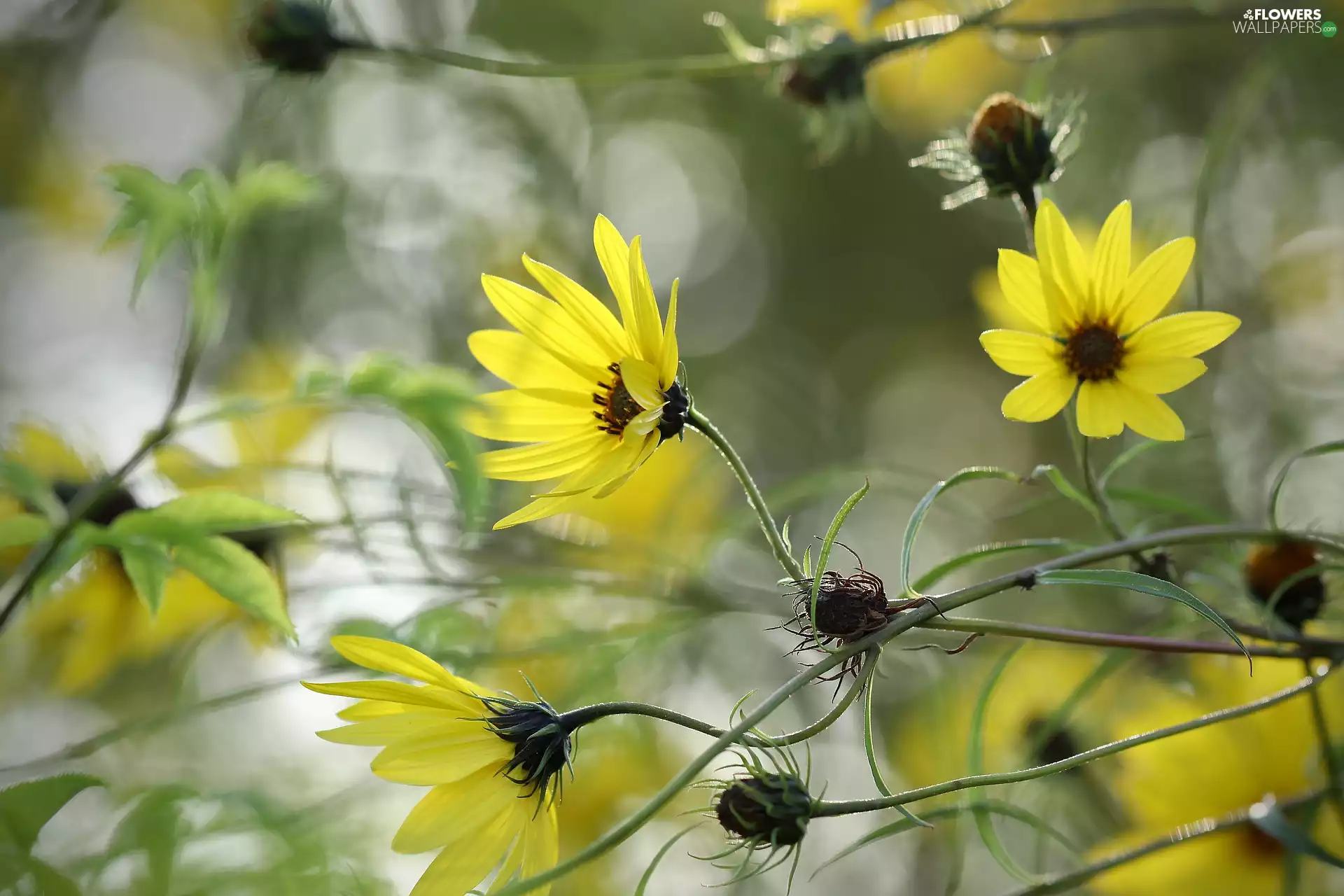 Helianthus, rapprochement, Flowers, Sunflower decorative, Yellow