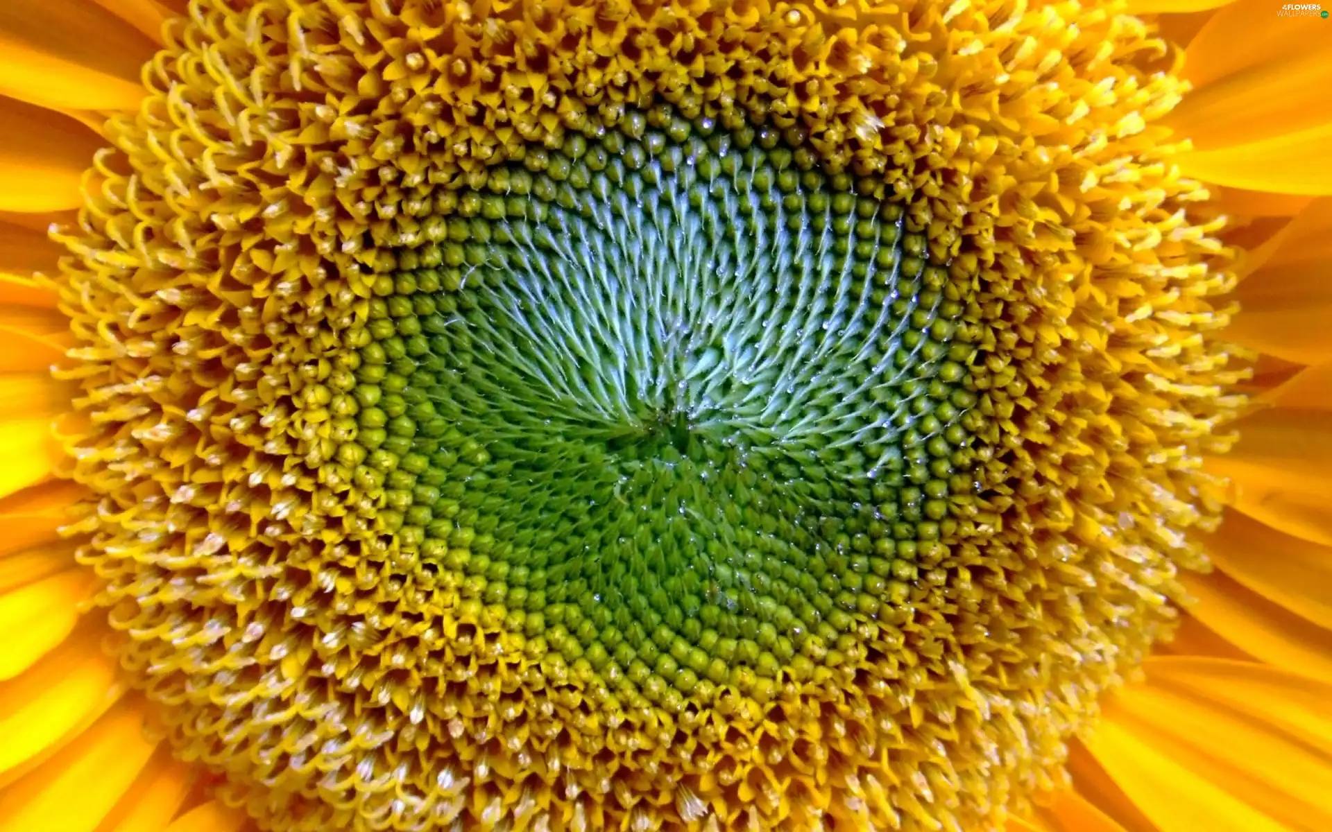 young, Sunflower