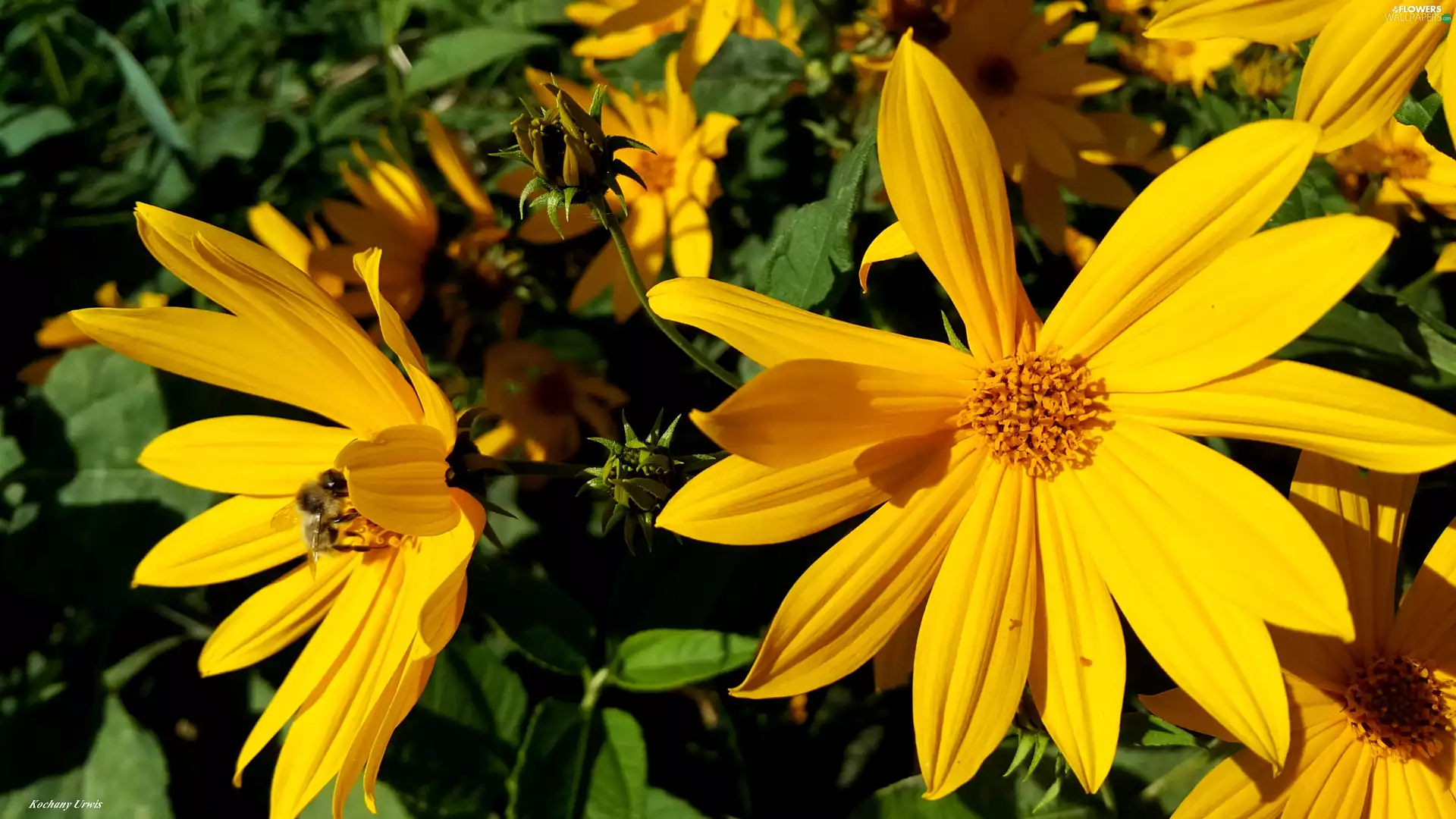 bee, wild, decorative Sunflowers