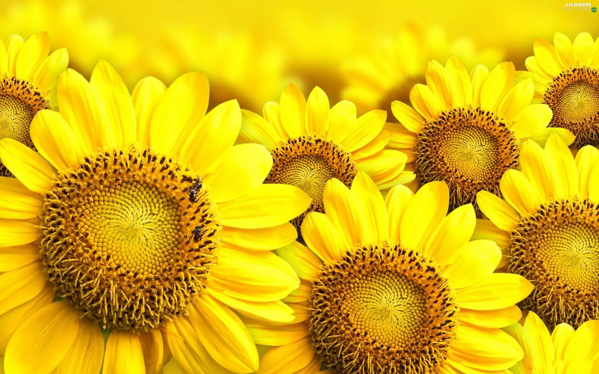 bouquet, sunflowers