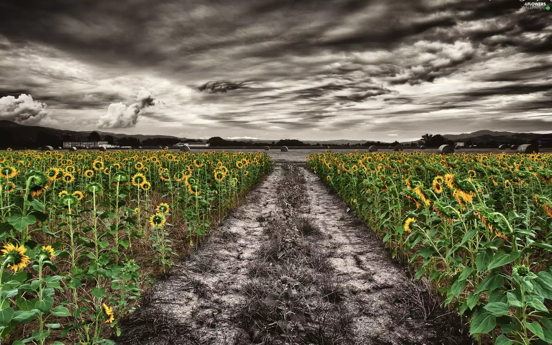 Nice sunflowers, cultivation, Way, field