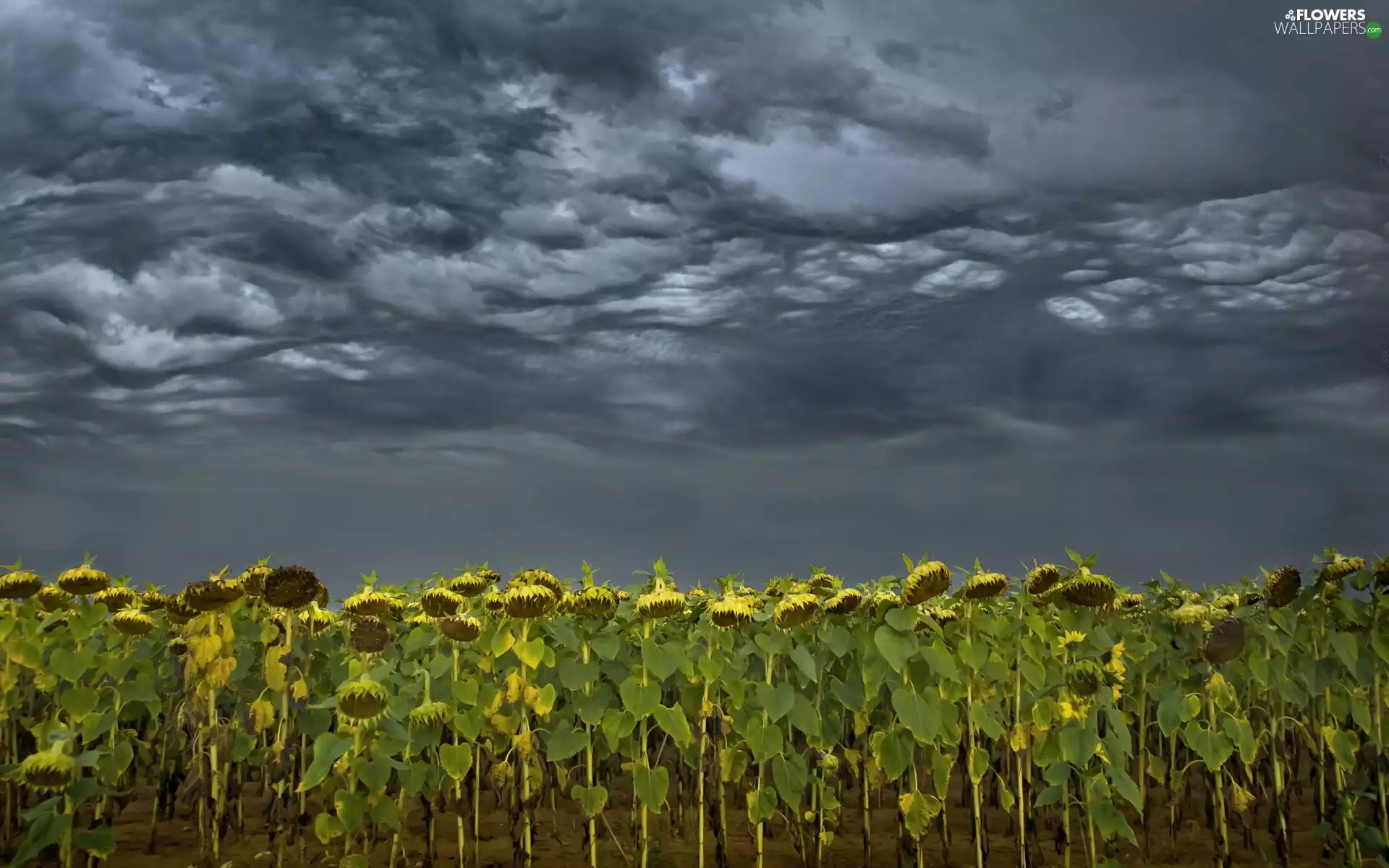cultivation, clouds, Nice sunflowers