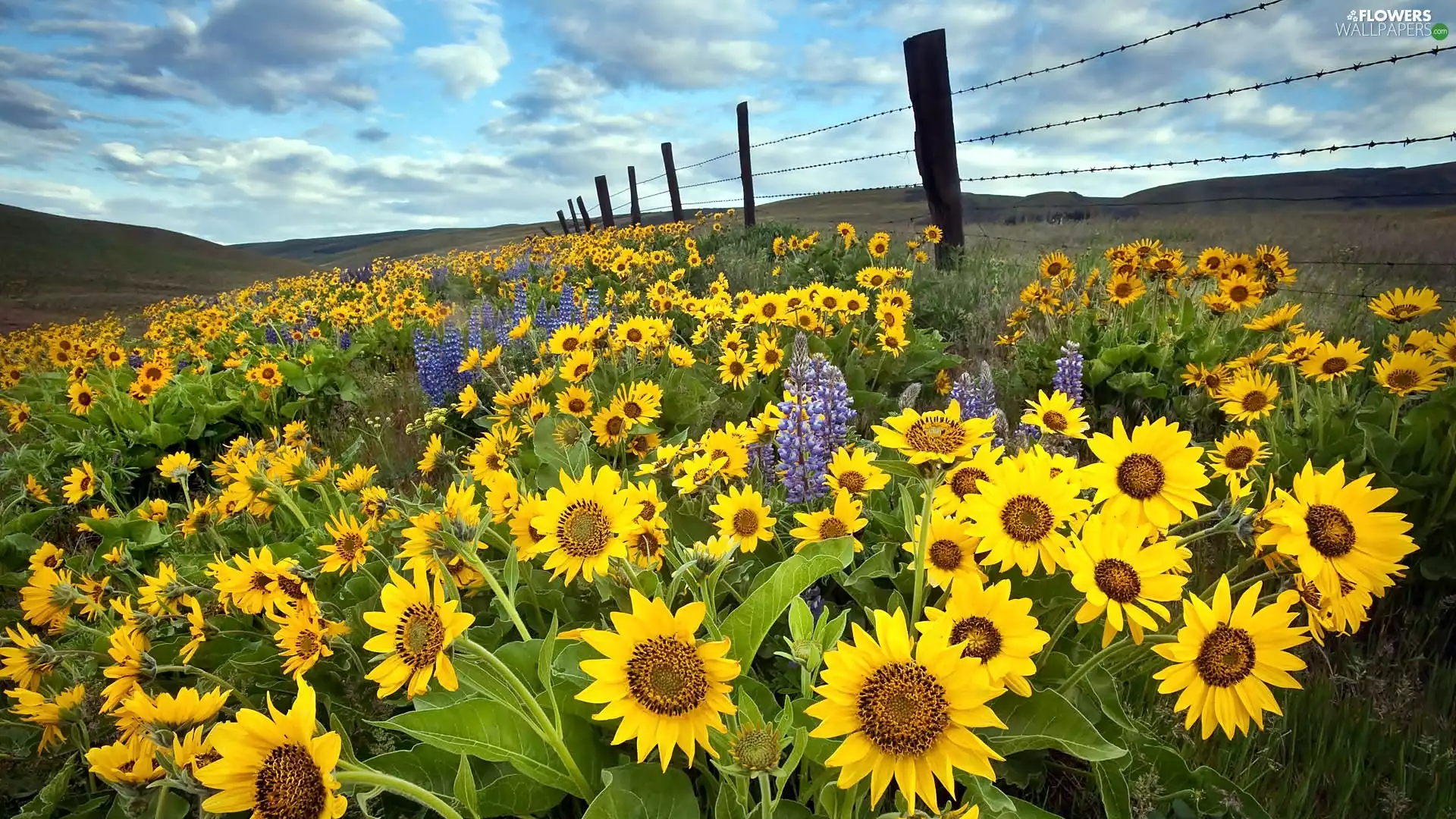 fence, Meadow, Nice sunflowers