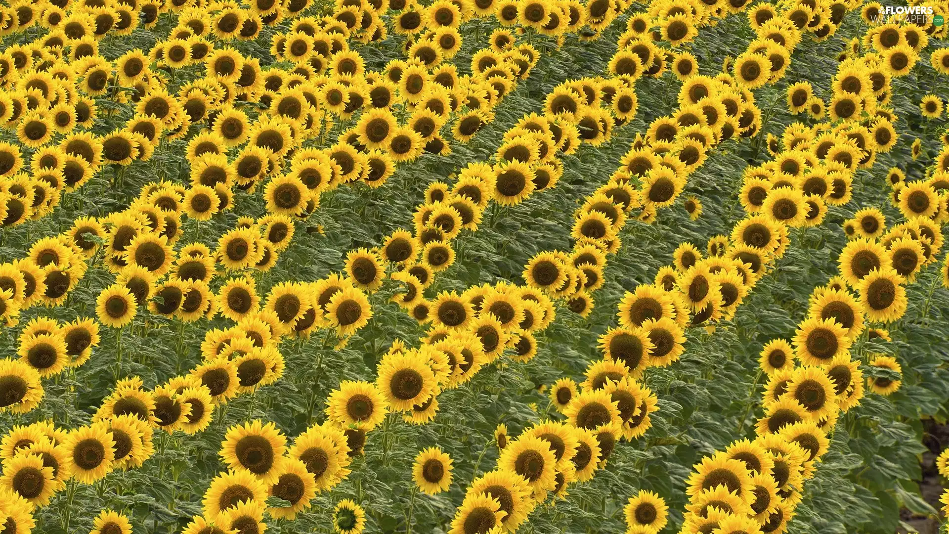 Field, sunflowers