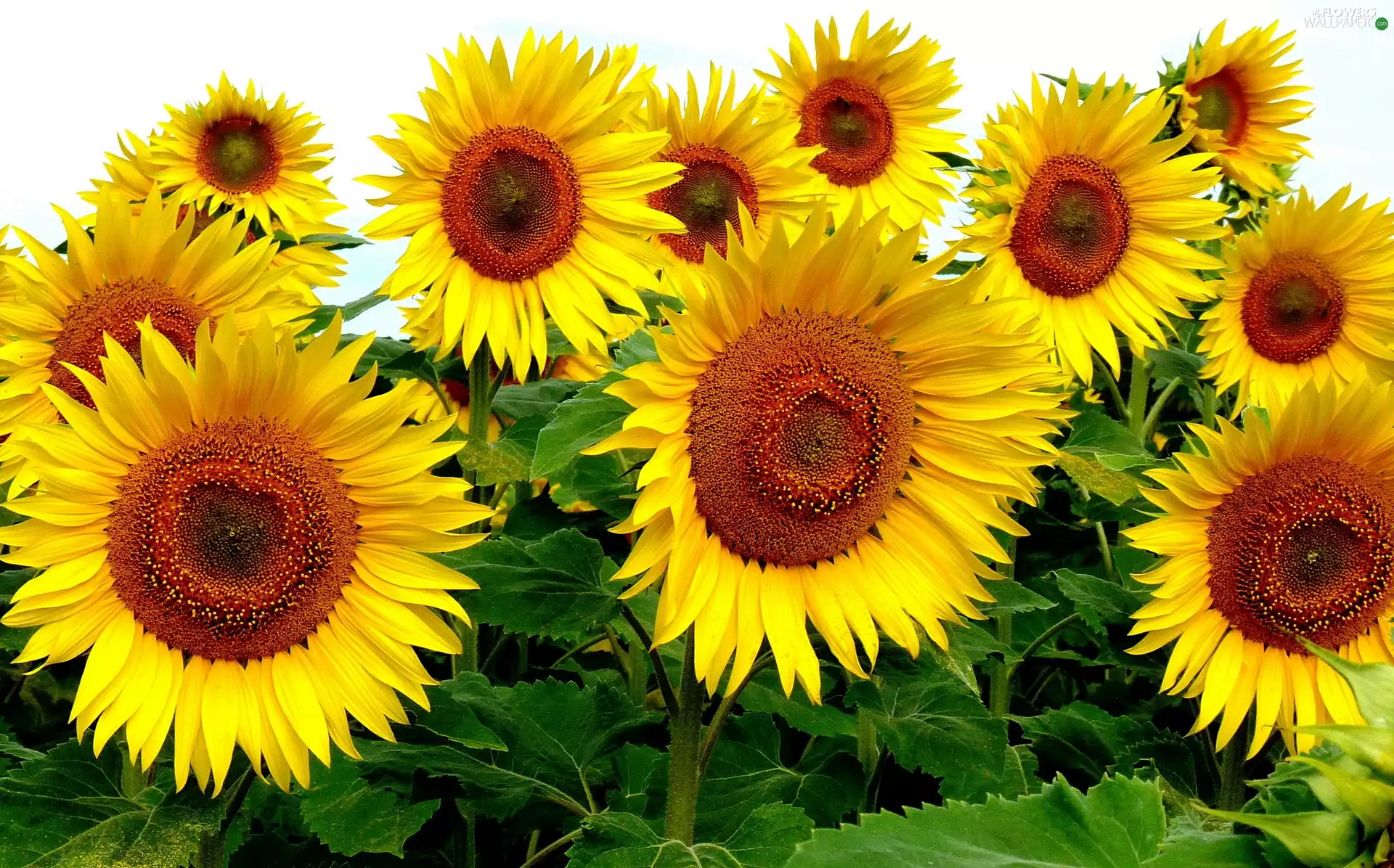 Nice sunflowers, flourishing, Yellow, ornamental