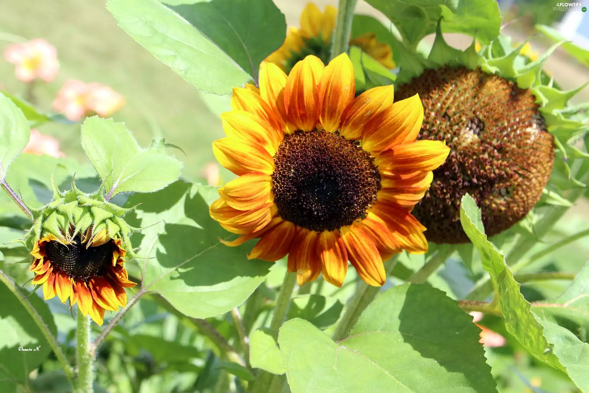 Nice sunflowers, Garden, summer, Leaf