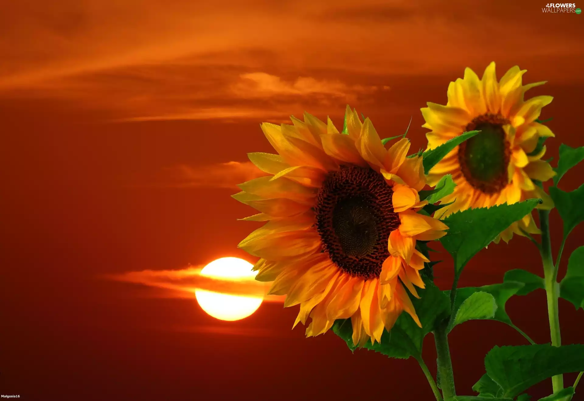Great Sunsets, Nice sunflowers