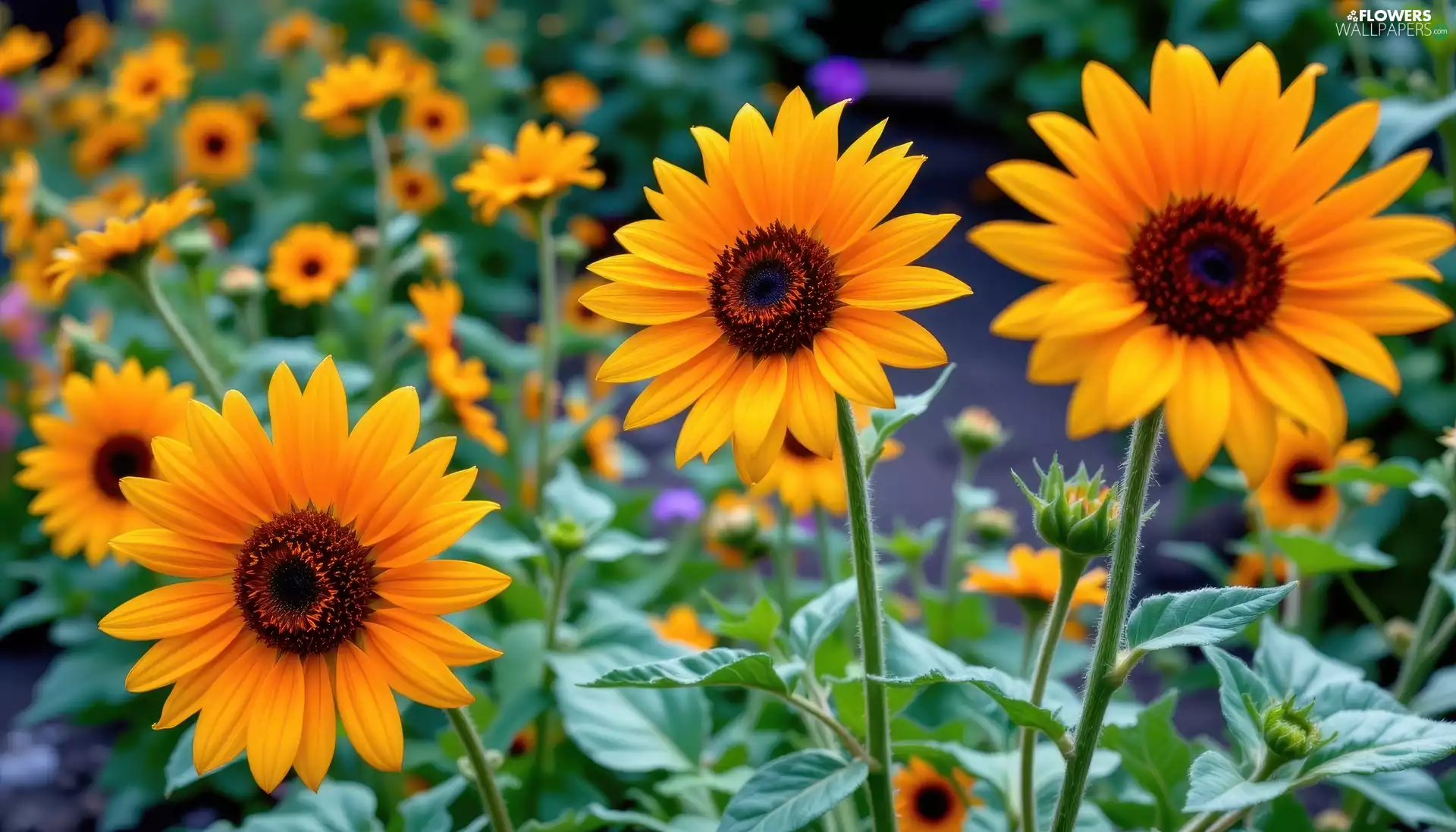 Leaf, Flowers, decorative Sunflowers