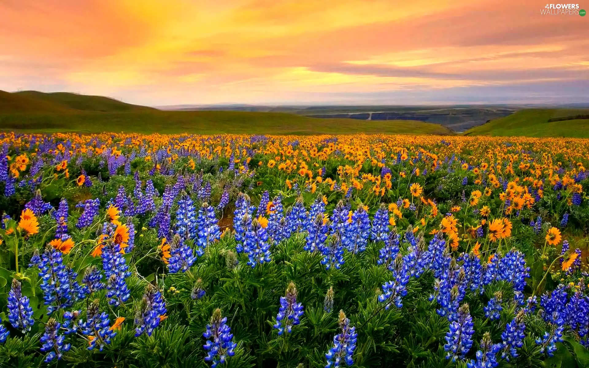 lupine, Field, Nice sunflowers