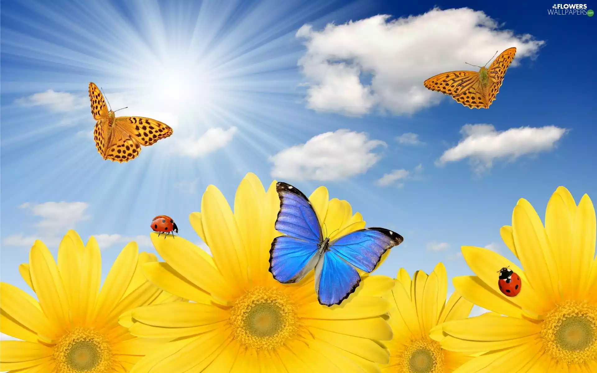rays, sun, Nice sunflowers, butterflies, Meadow