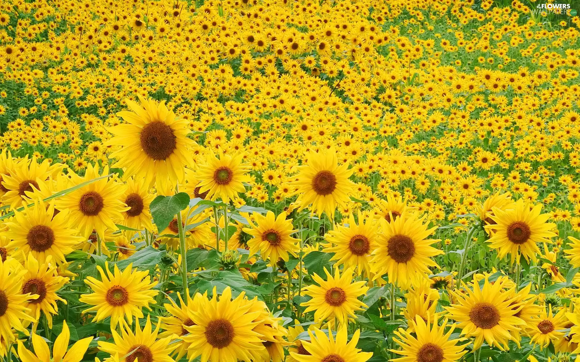 Meadow, sunflowers