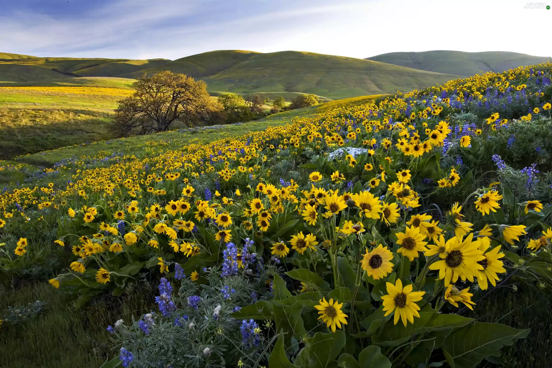 The Hills, Nice sunflowers, lupine, medows