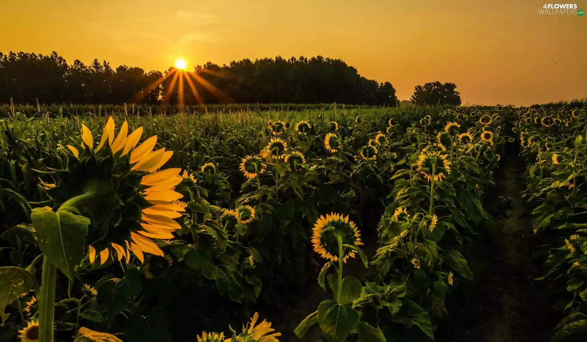 rays, west, Nice sunflowers, cultivation, forest, sun