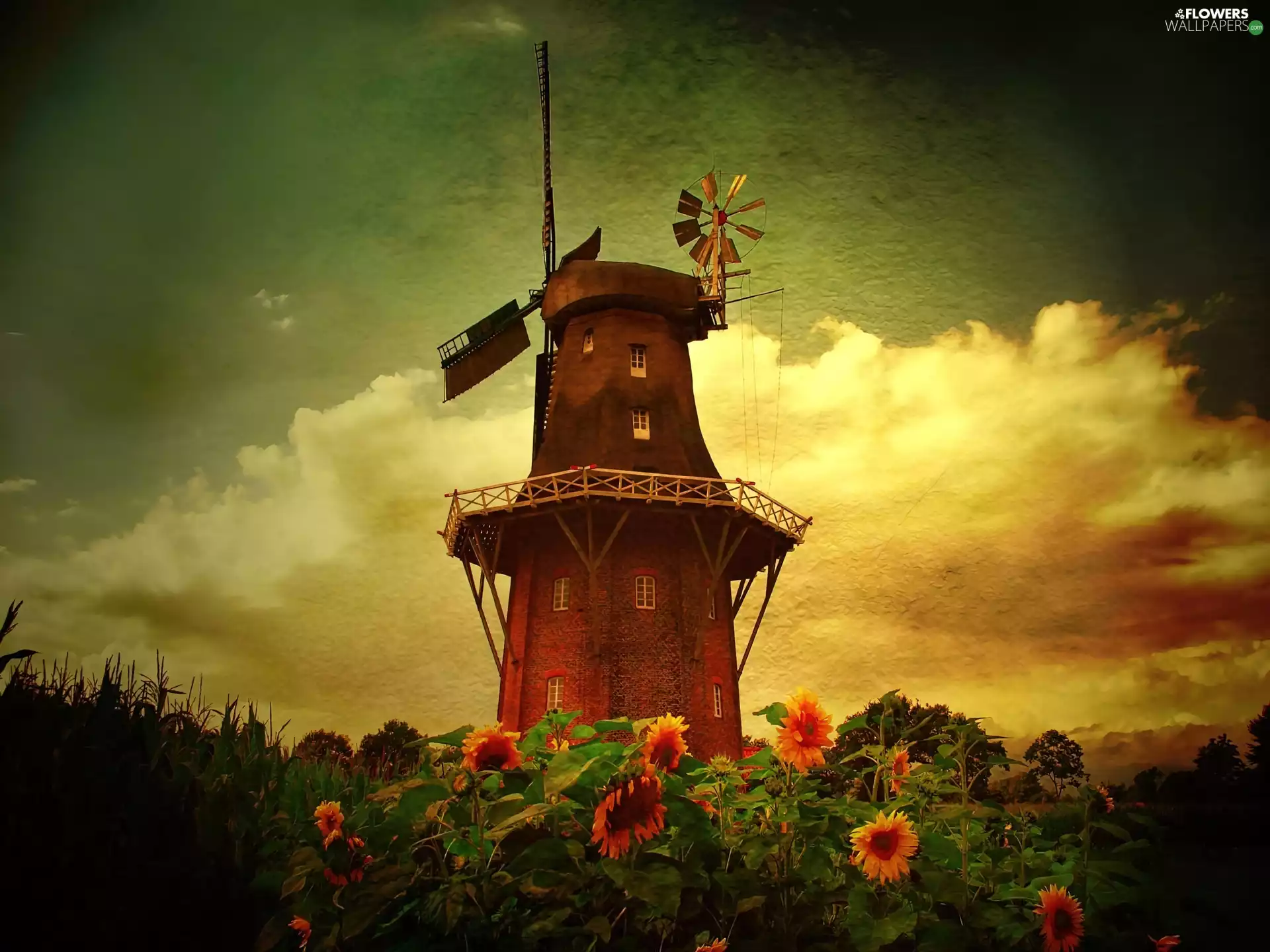 Windmill, Nice sunflowers