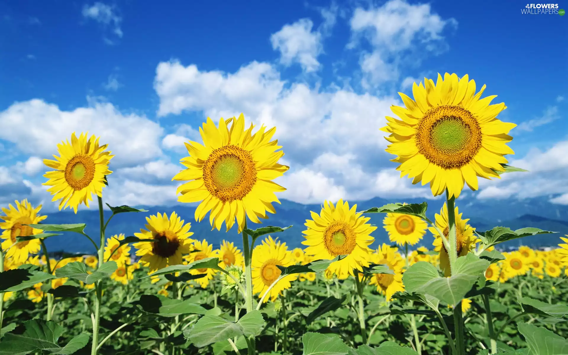 Yellow, Nice sunflowers