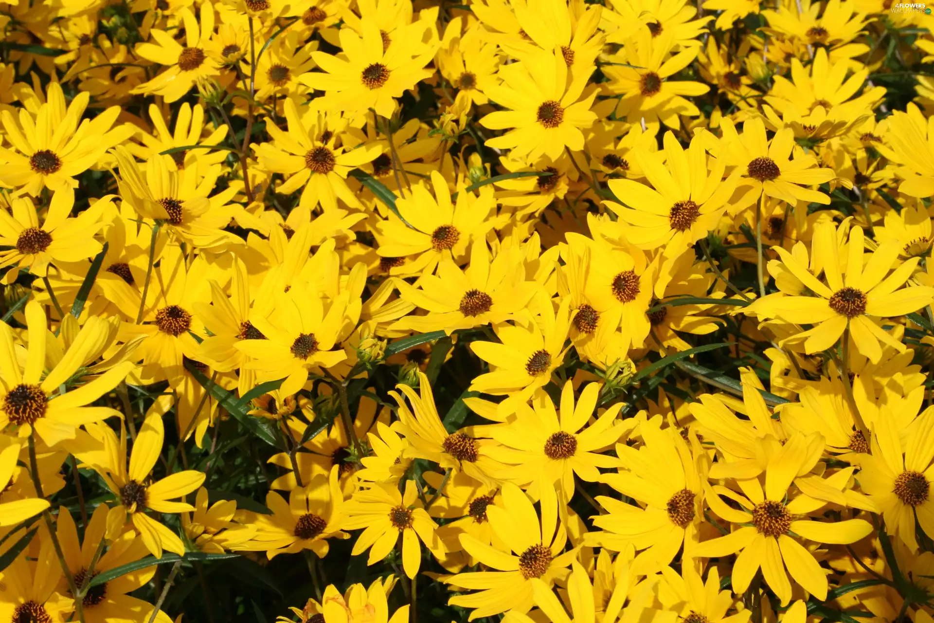 sunflowers, Field, ornamental