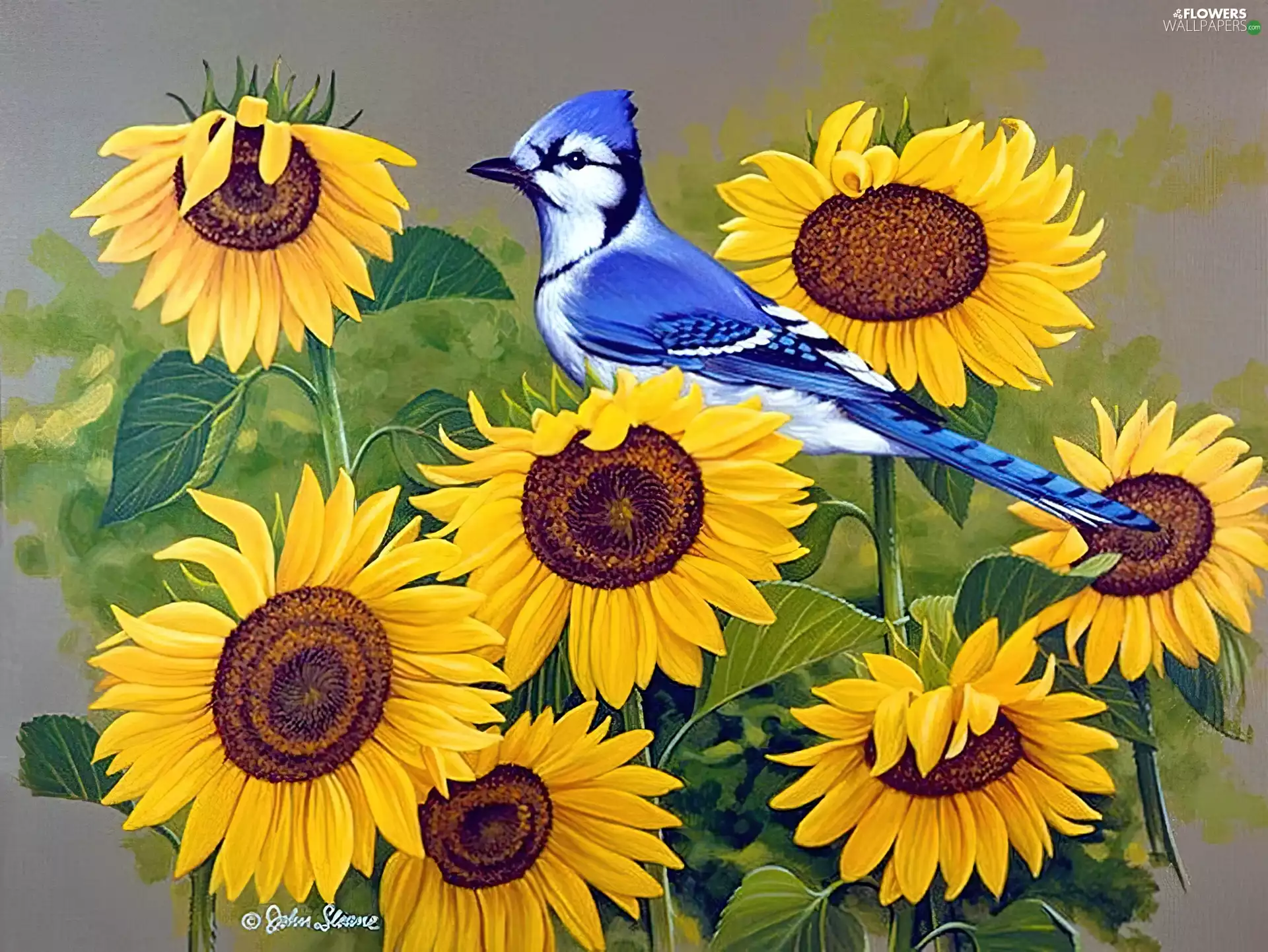 Nice sunflowers, White, Bird, blue