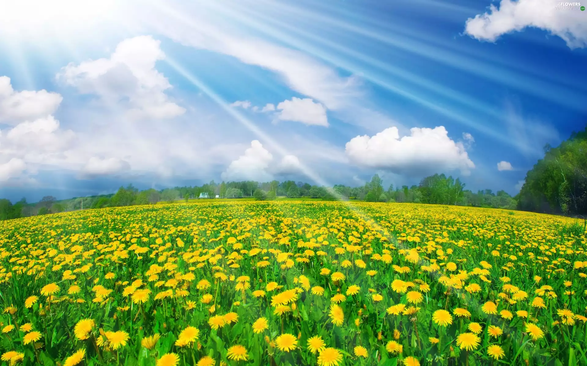 sunny, Sky, Meadow, rays, dandelions
