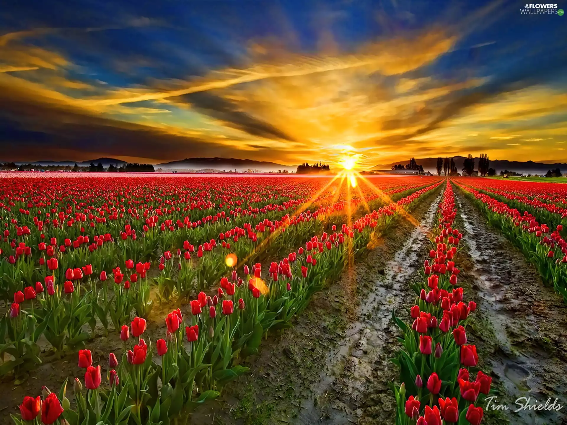 rays, sunny, west, sun, Tulips