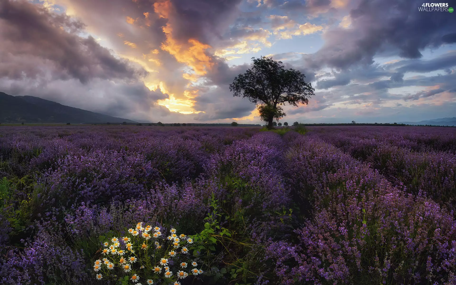 clouds, Sunrise, camomiles, trees, lavender