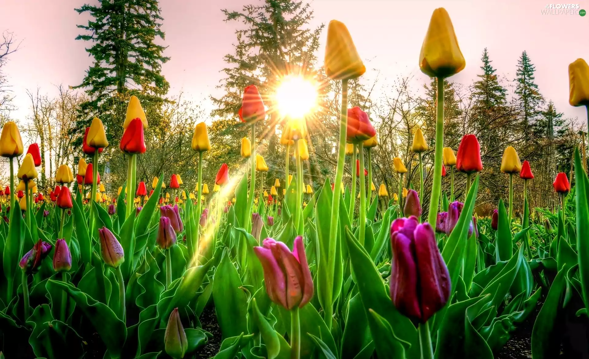 Tulips, Spring, viewes, Sunrise, trees, color