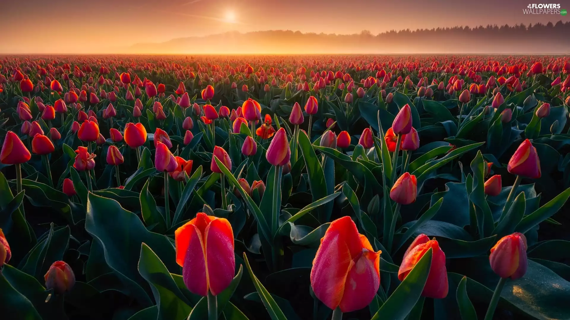 Tulips, Sunrise, farm, Flowers, field