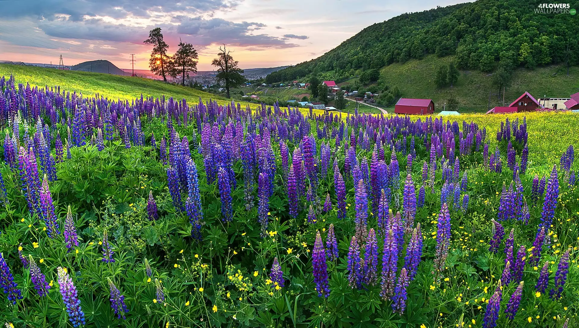 Houses, The Hills, clouds, lupine, Meadow, Way, Sunrise