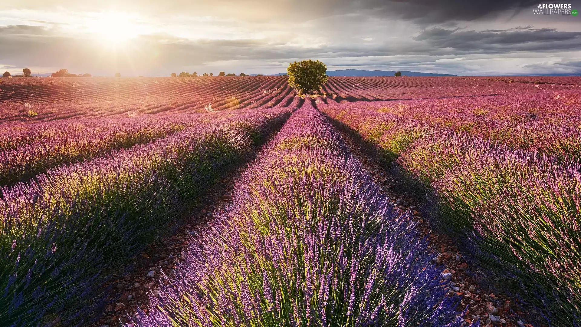 trees, Field, clouds, Sunrise, viewes, lavender