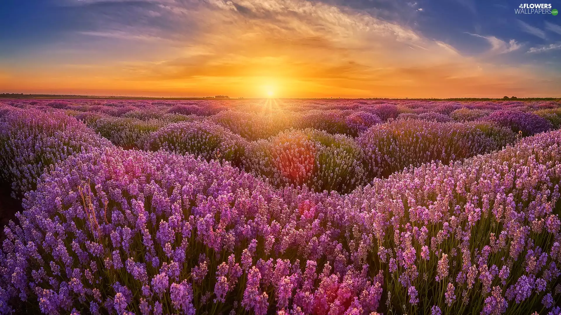 Sunrise, Field, lavender