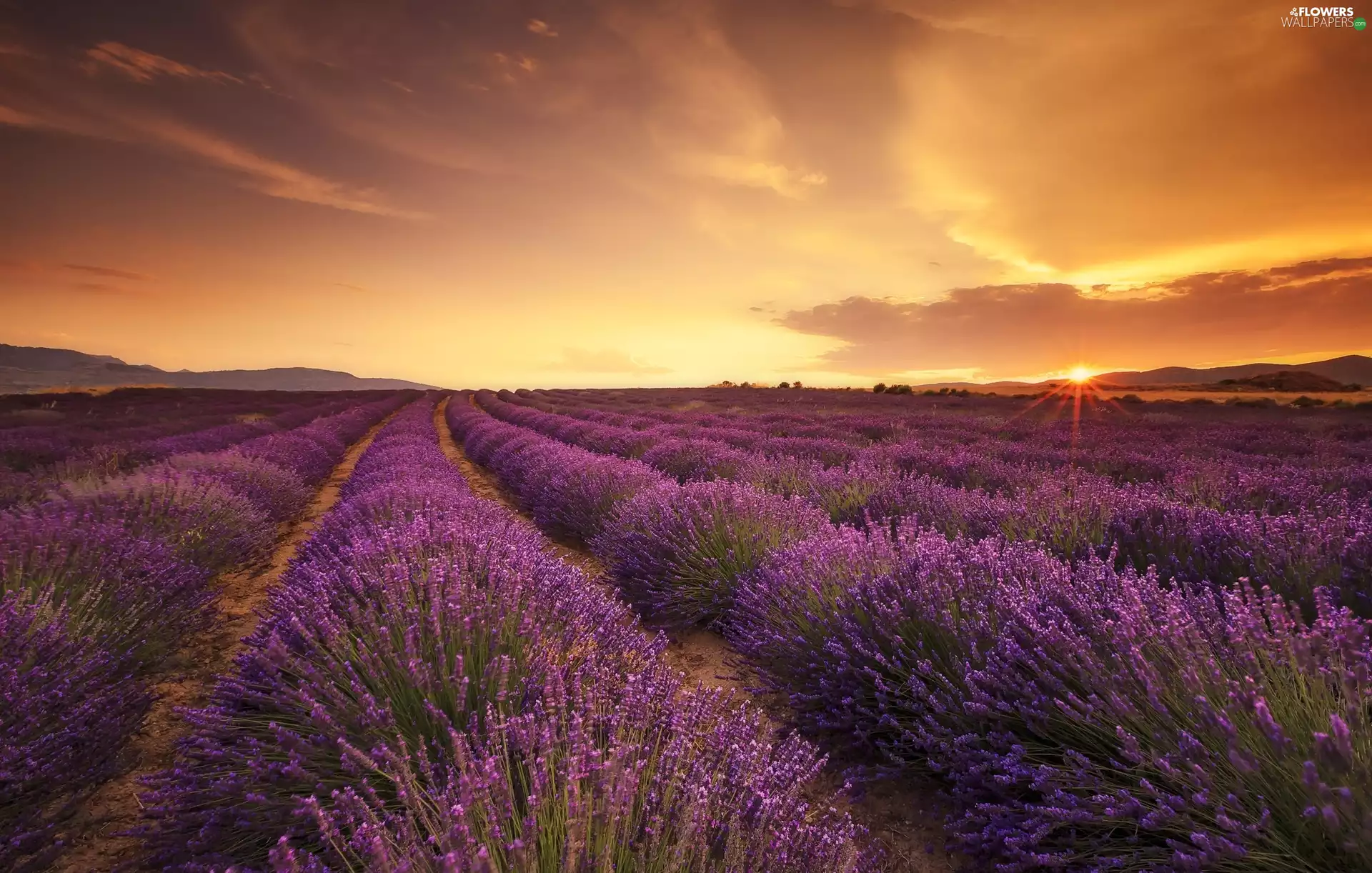 lavender, Field, Sky, Sunrise