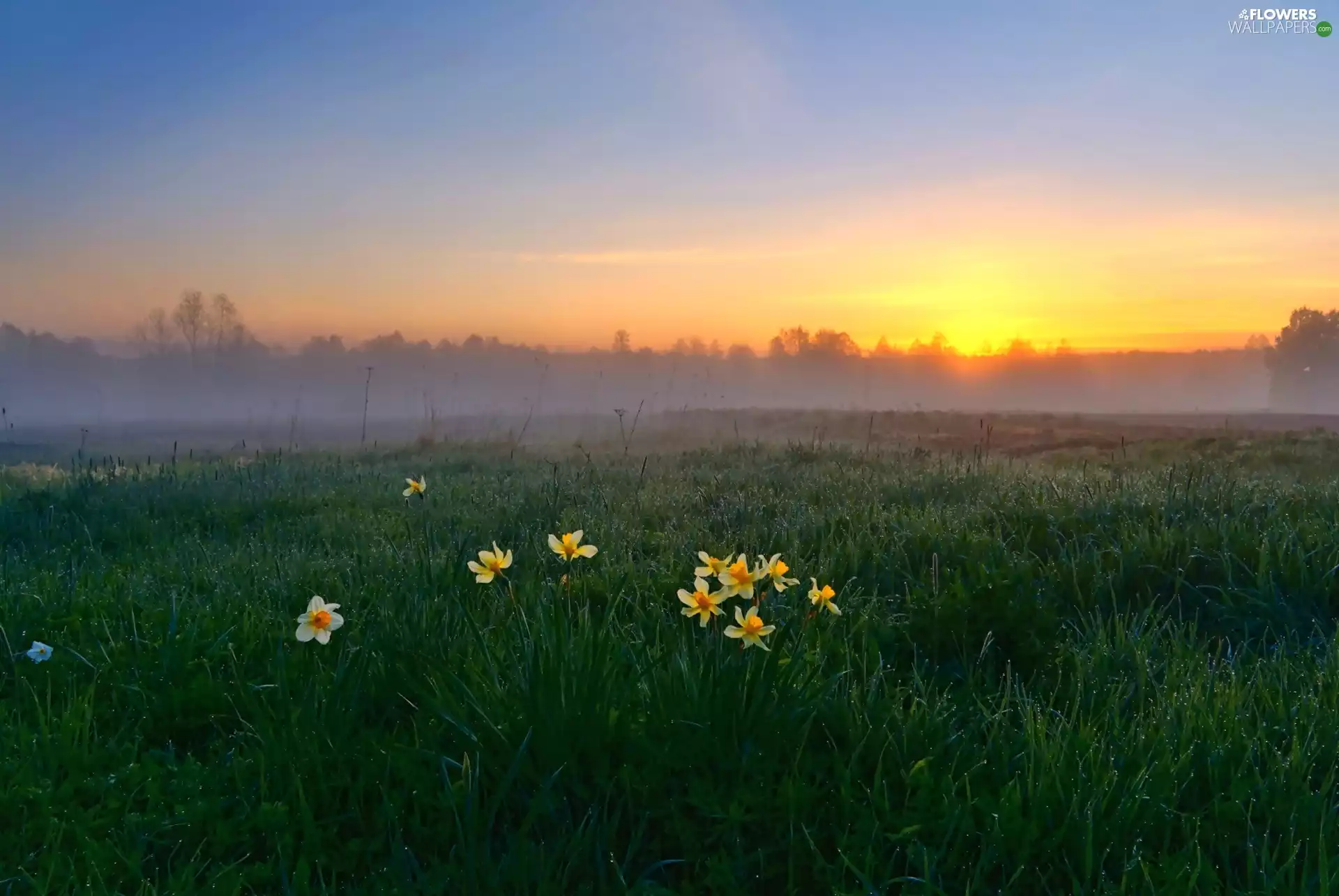 Meadow, Fog, Daffodils, Sunrise