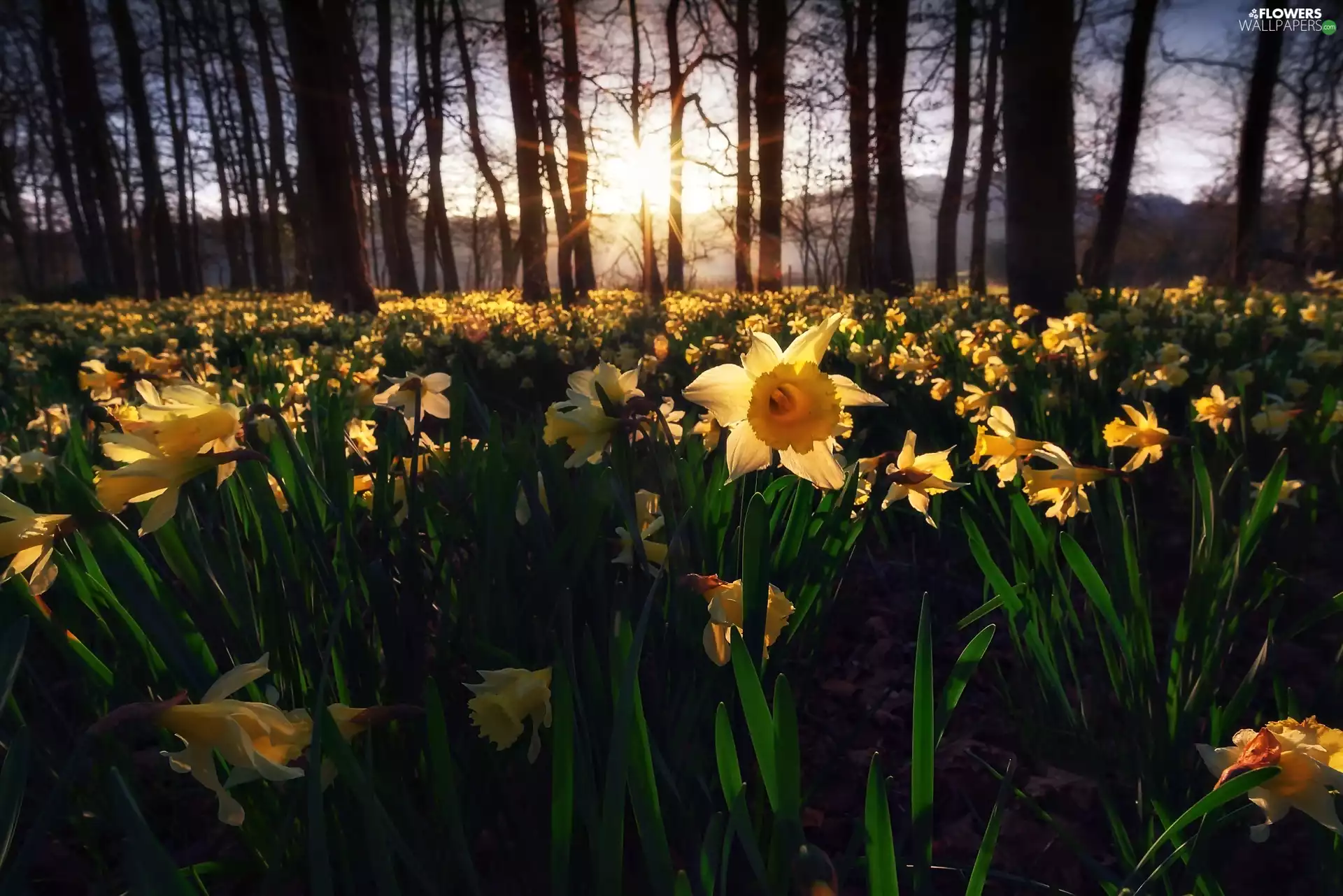 viewes, Sunrise, Meadow, trees, Daffodils