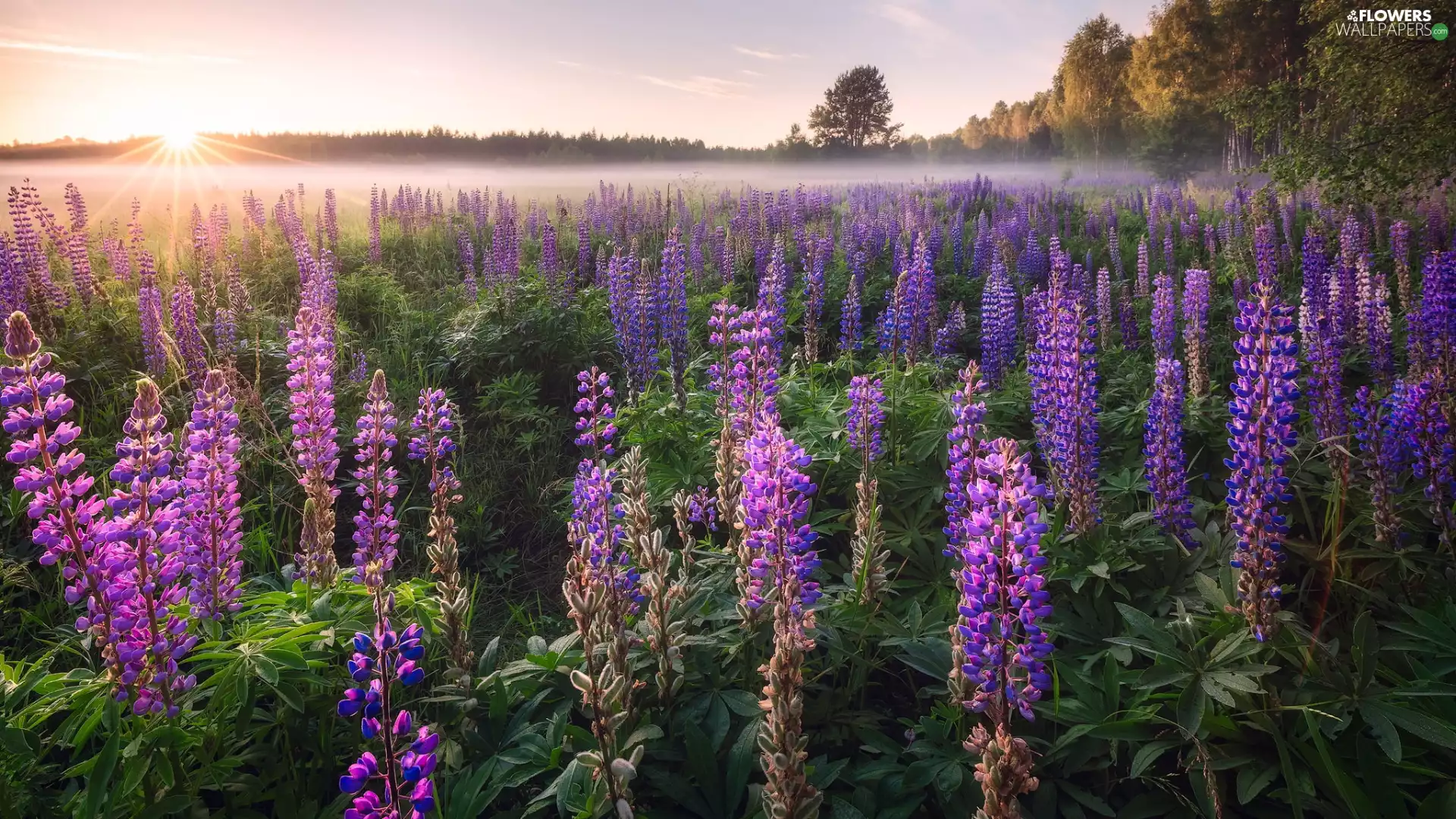 trees, lupine, Fog, Sunrise, viewes, Meadow