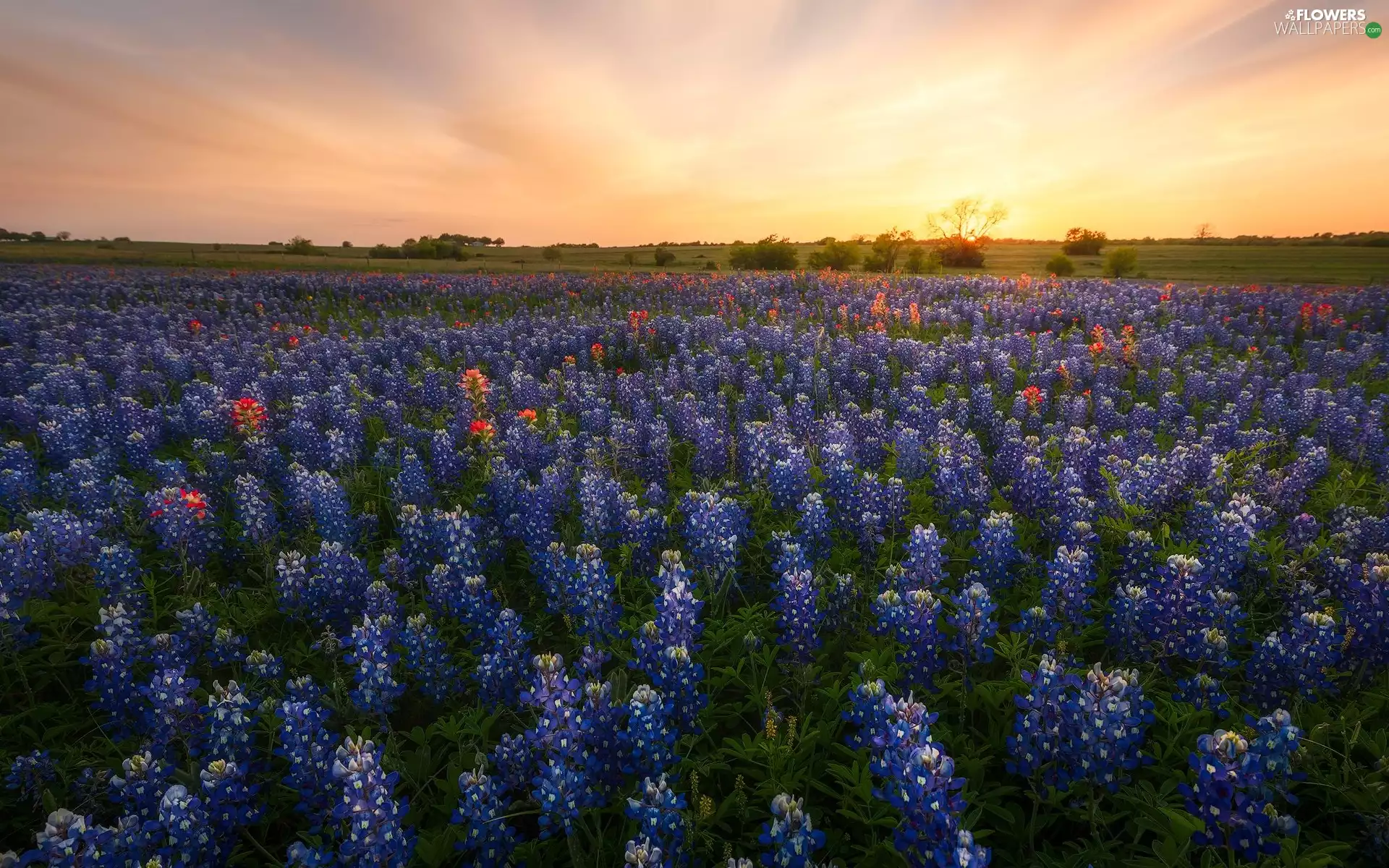 viewes, Sunrise, Meadow, trees, lupine