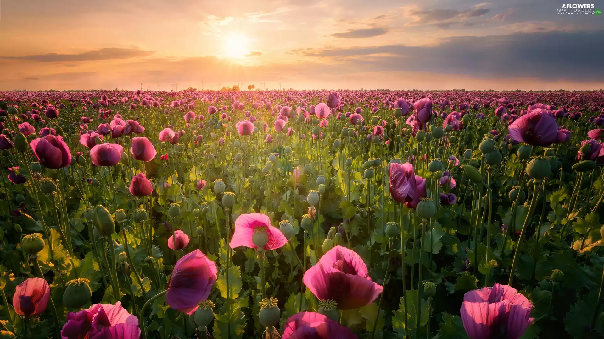 Sunrise, papavers, Meadow
