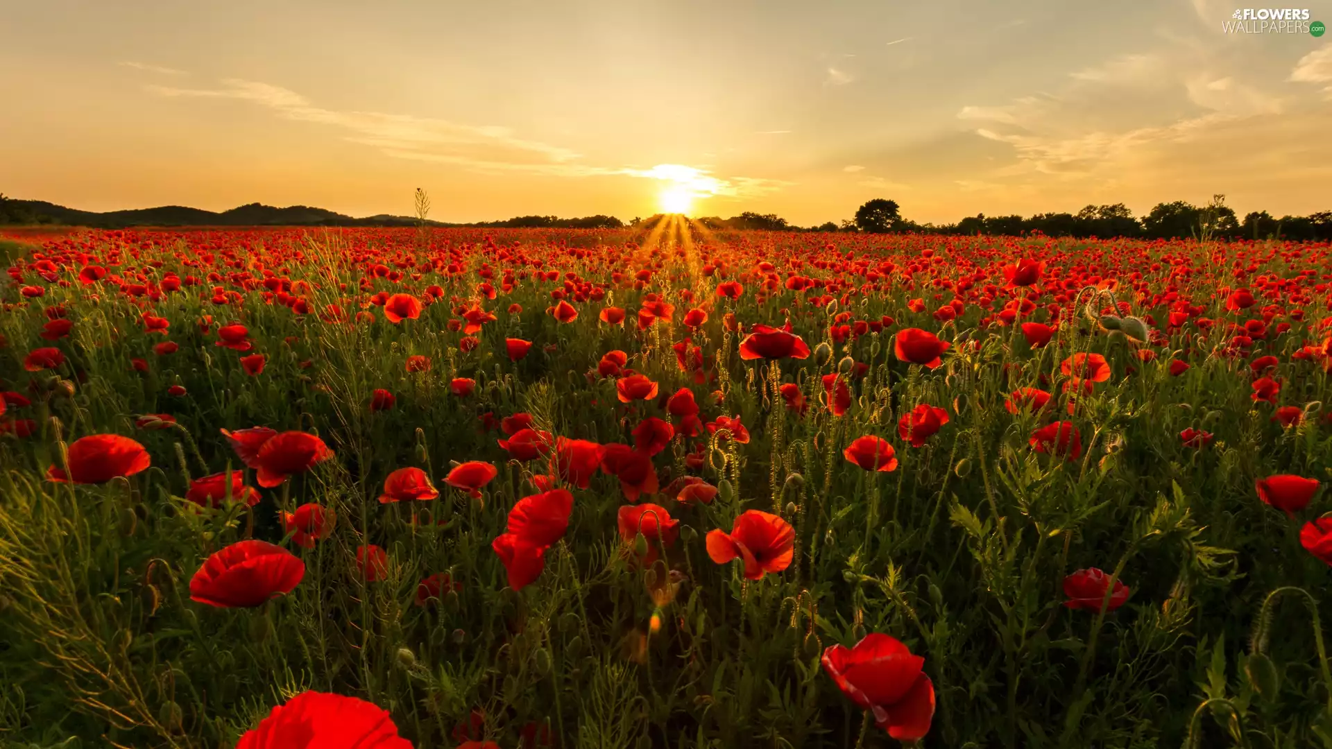 papavers, Field, viewes, Sunrise, trees, Meadow